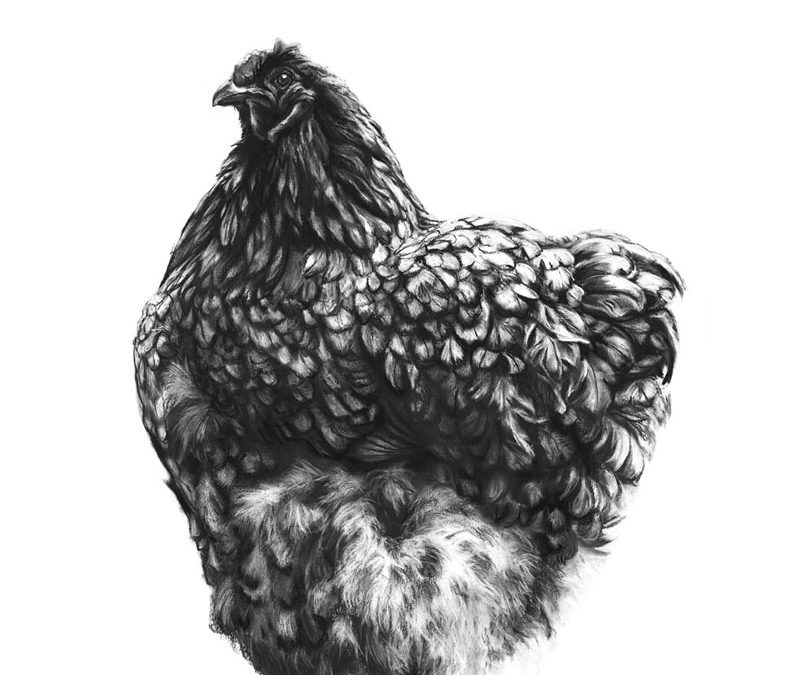2008-f-black-orpington-hen
