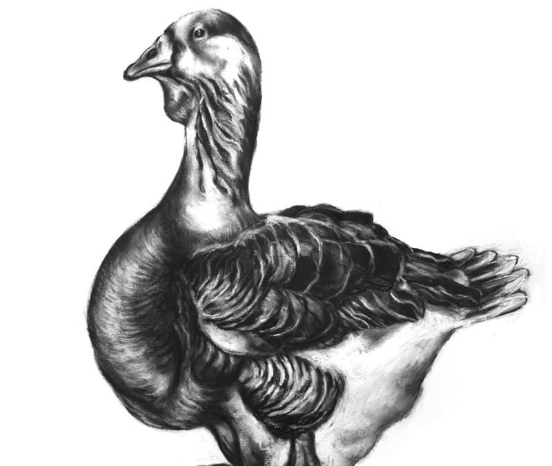 2009-b-toulouse-goose