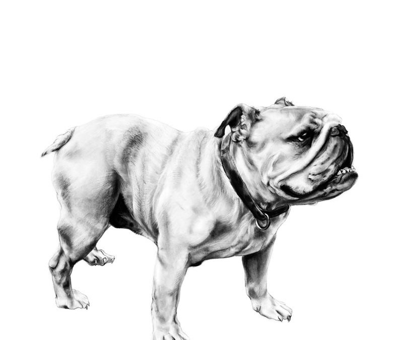 2009-d-stanley-bulldog