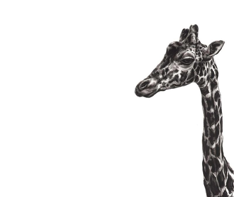 Giraffe-5 - 2009