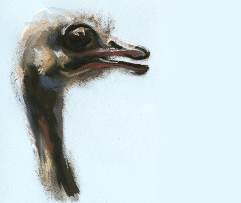 Ostrich 6 - 2009