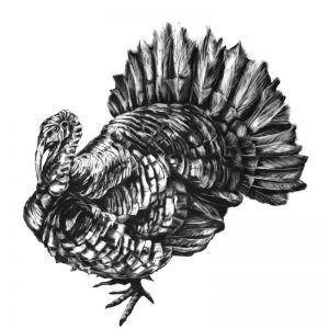 Norfolk Black Turkey - 2009