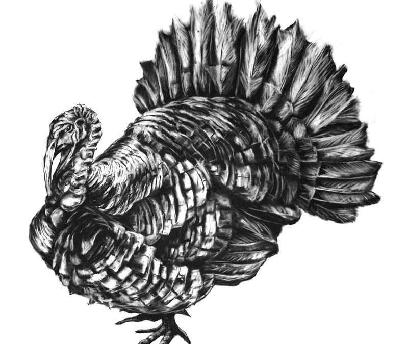 Norfolk Black Turkey - 2009