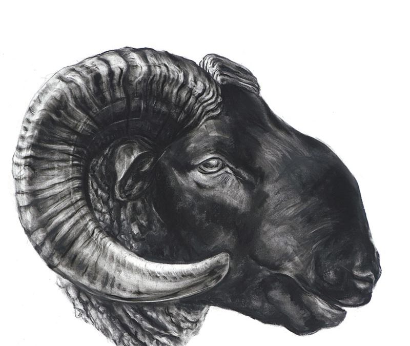Norfolk Horn Ram - 2009
