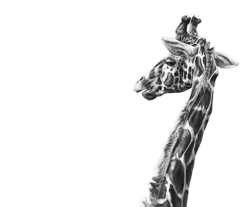 Giraffe 1 - 2010