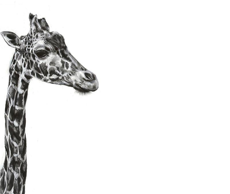 Giraffe 2 - 2010