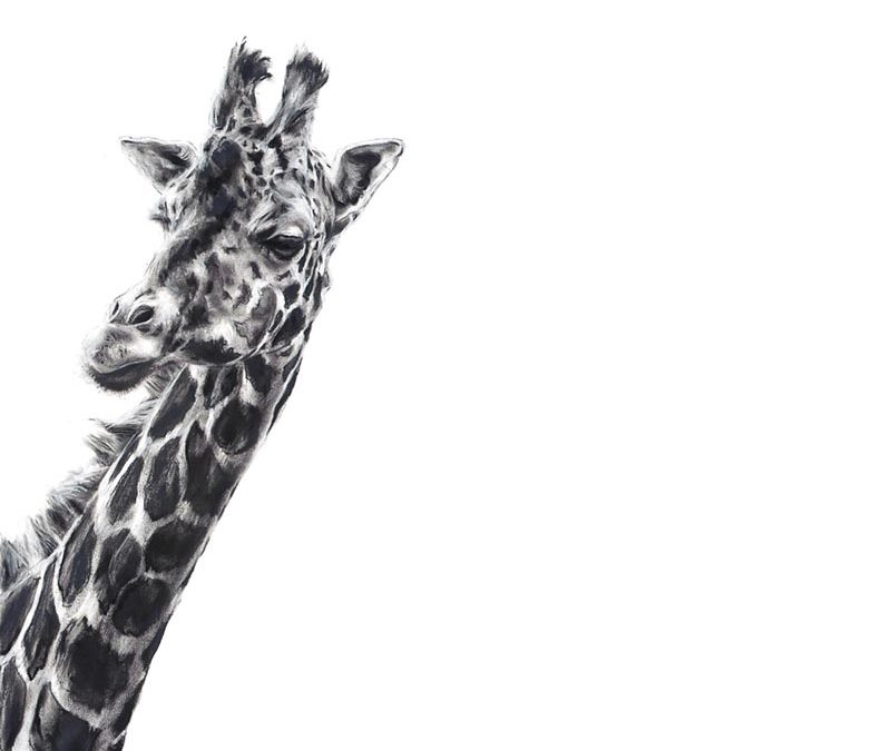Giraffe 3 - 2010