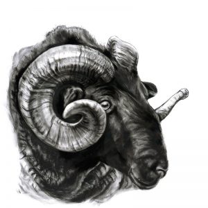 Norfolk Horned Ram - 2010