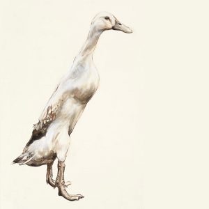 Indian Runner Duck 4 - 2011