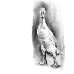 Indian Runner Duck in the Rain - 2011