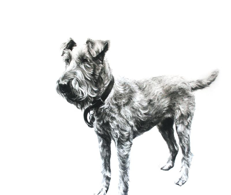 Nonny Irish Terrier - 2012