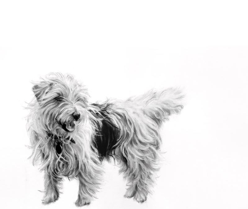 Skittle Terrier - 2012