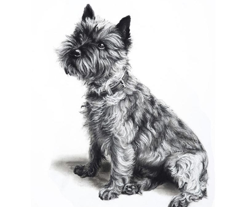 Boris Cairn Terrier - 2015