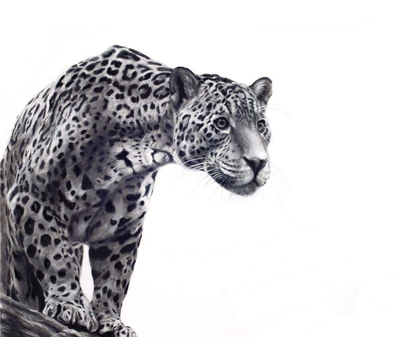 Jaguar - 2016