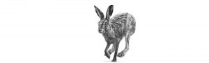 lucy-boydell-hare-drawing