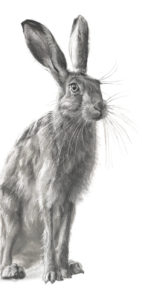 New Hare - Lucy Boydell