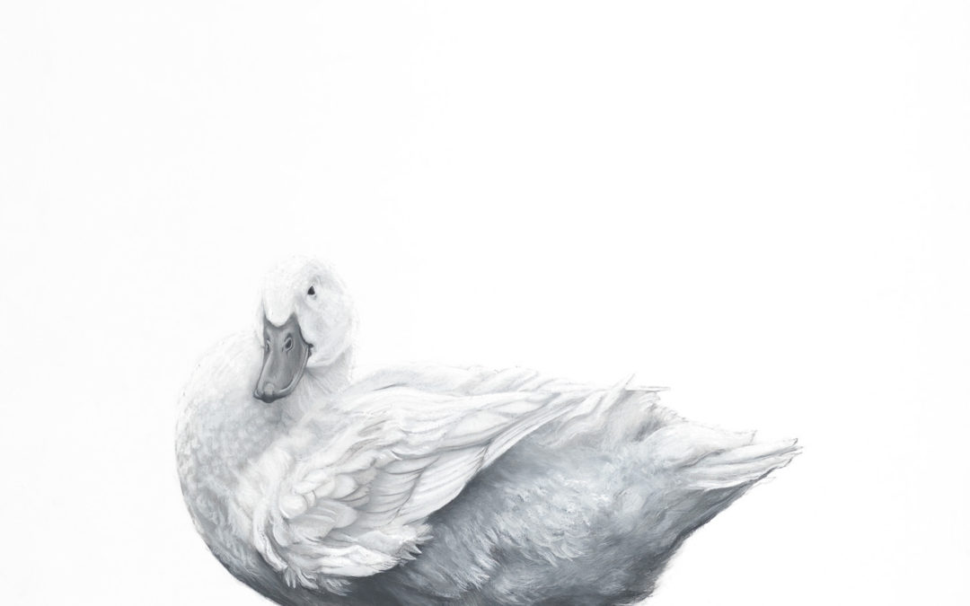 Pekin Duck Settling Down – Lucy Boydell