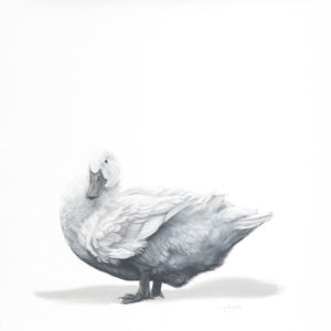 Pekin Duck II - Lucy Boydell