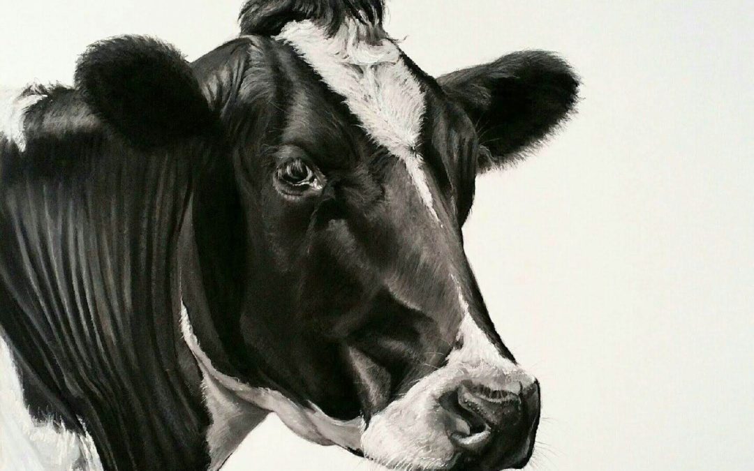 Freisian Cow 1m x 1m charcoal and chalk on paper