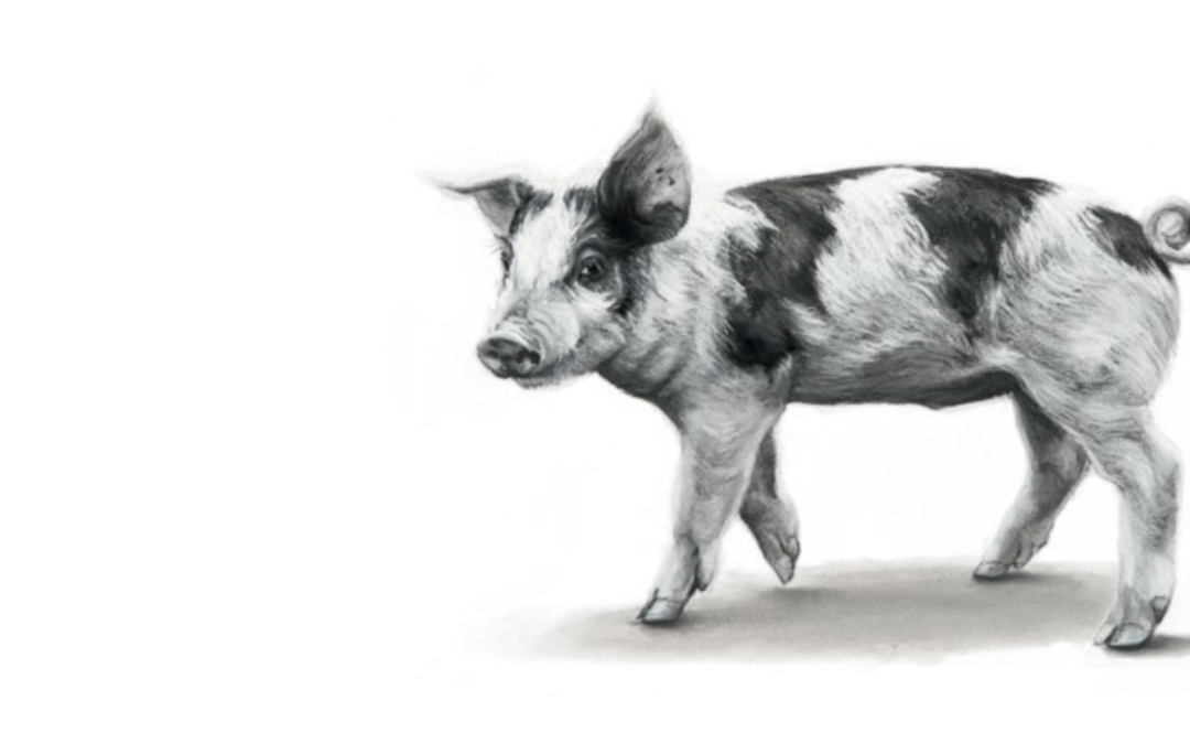 Little Pig Little Pig - charcoal and chalk on paper