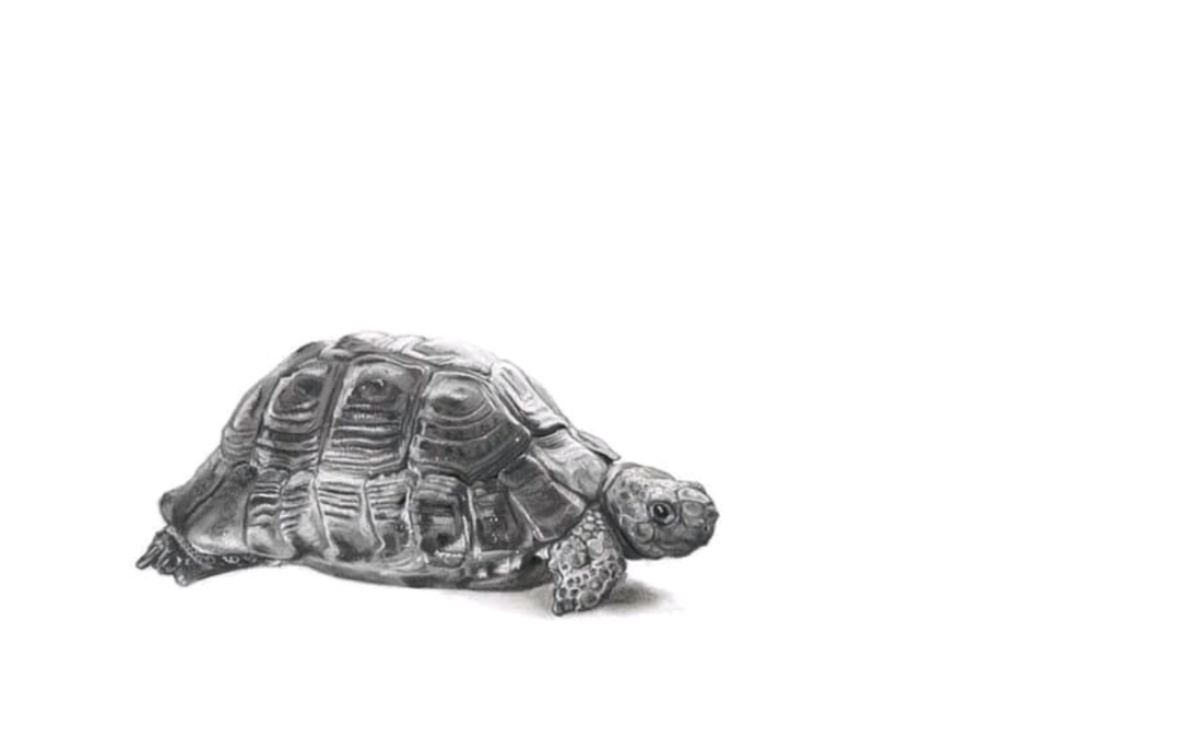 Tortoise – charcoal and chalk on paper