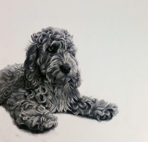 Flo The Cockadoodle - Lucy Boydell