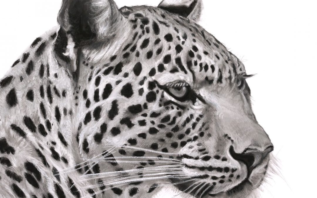 Il Leopard - Lucy Boydell