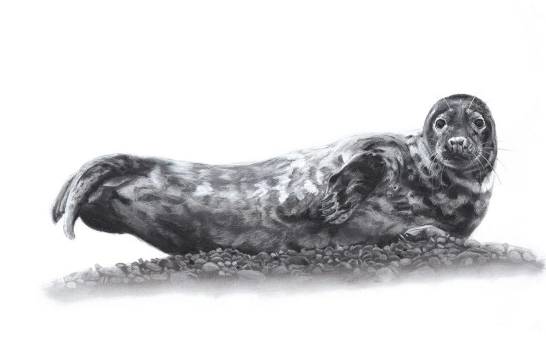 Morston Seal - Lucy Boydell