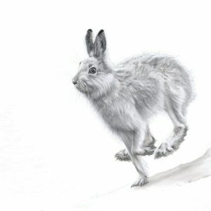 Mountain Hare - Lucy Boydell