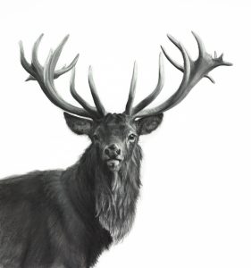 Watchful Stag - Lucy Boydell