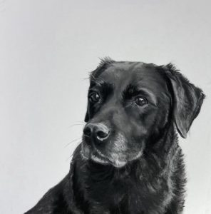 Scout - Black Labrador