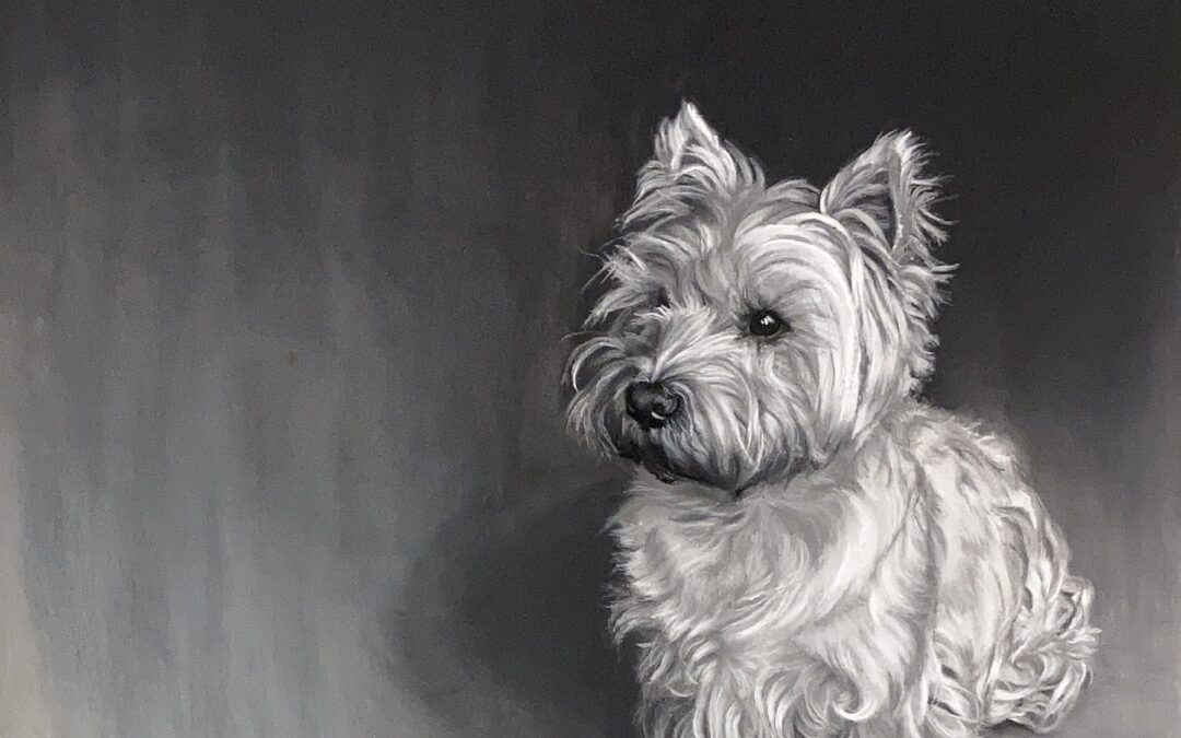 Bertie the Westie,charcoal and chalk