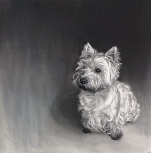 Bertie the Westie,charcoal and chalk