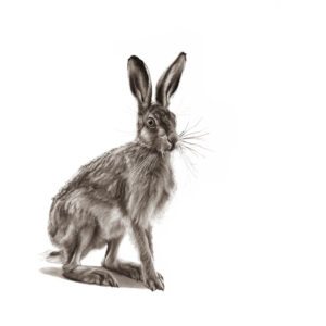 Leveret - Lucy Boydell - 42x42 inches