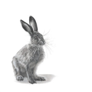 Leveret - Lucy Boydell - 30x30 inches