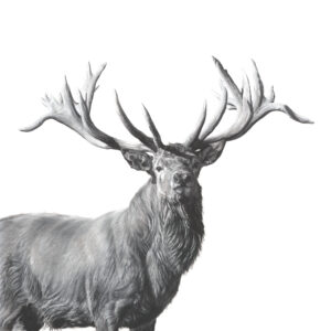 Noble Gunton Stag - Lucy Boydell - 52x52 inches