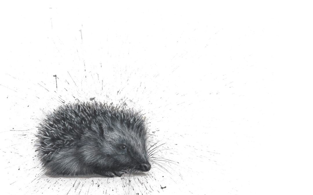 The Urchin - Hedgehog by Lucy Boydell in charcoal and chalk
