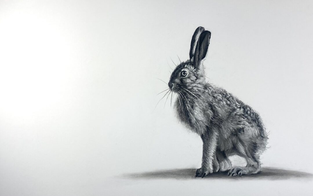 Tenderfoot - Hare by Lucy Boydell in charcoal and chalk