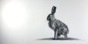 Tenderfoot - Hare by Lucy Boydell in charcoal and chalk