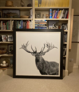 Stag picture by bookshelves