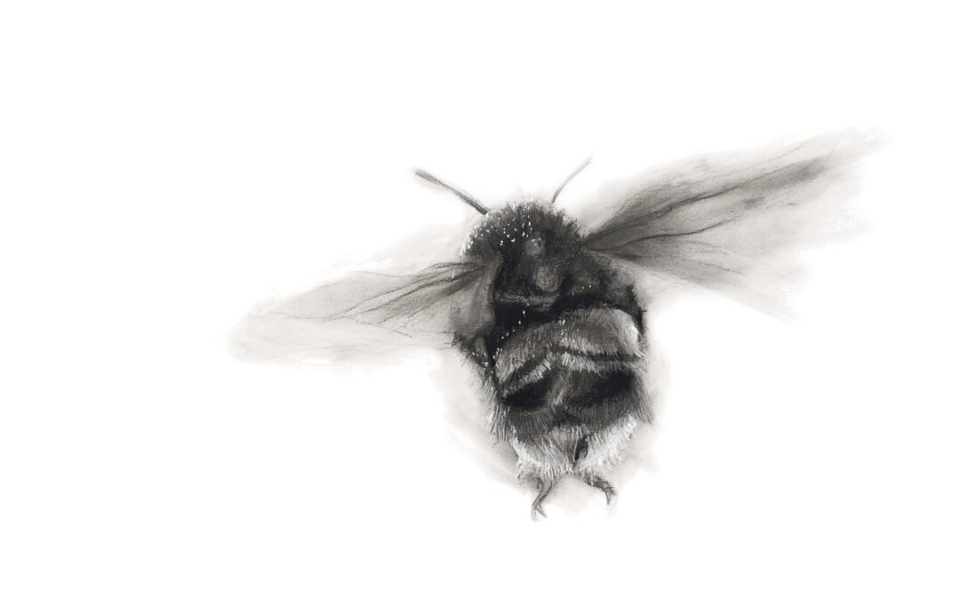 ‘Buzzzz’ Charcoal and Chalk