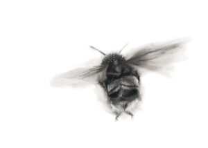 'Buzzzz' Charcoal and Chalk