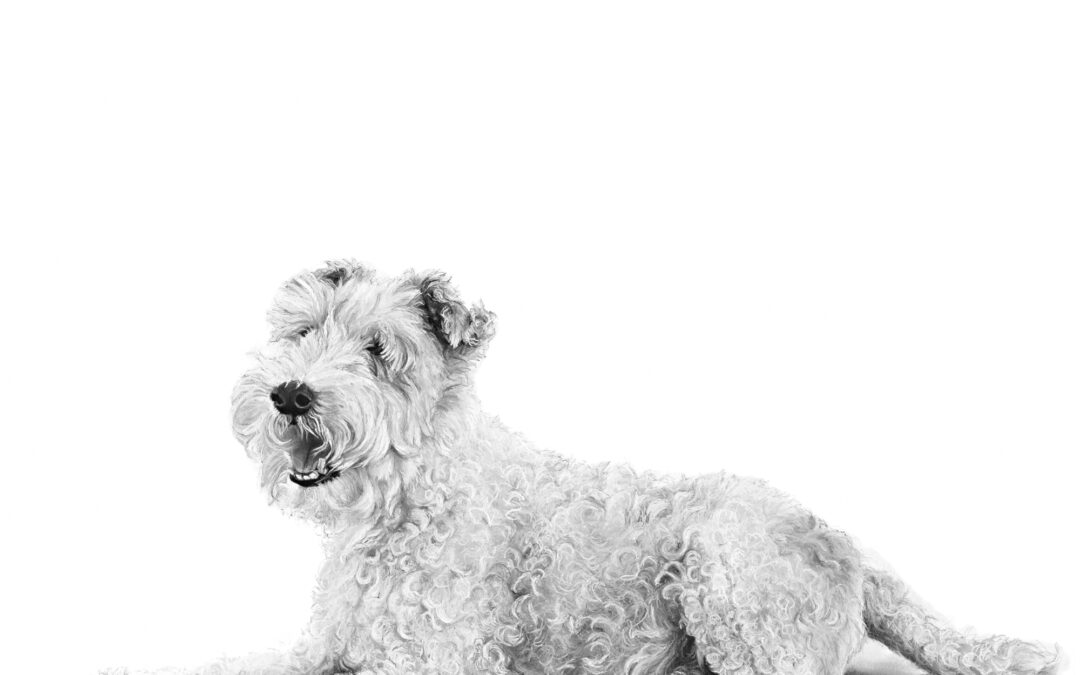 Chip – Fox Terrier – Lucy Boydell (Charcoal and Chalk – 4 foot square)