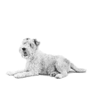 Chip - Fox Terrier - Lucy Boydell (Charcoal and Chalk - 4 foot square)