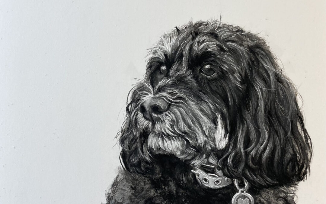 Lottie The Cockapoo – Charcoal and Chalk