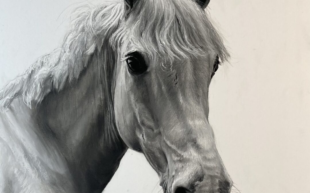 Owen - Connemara pony