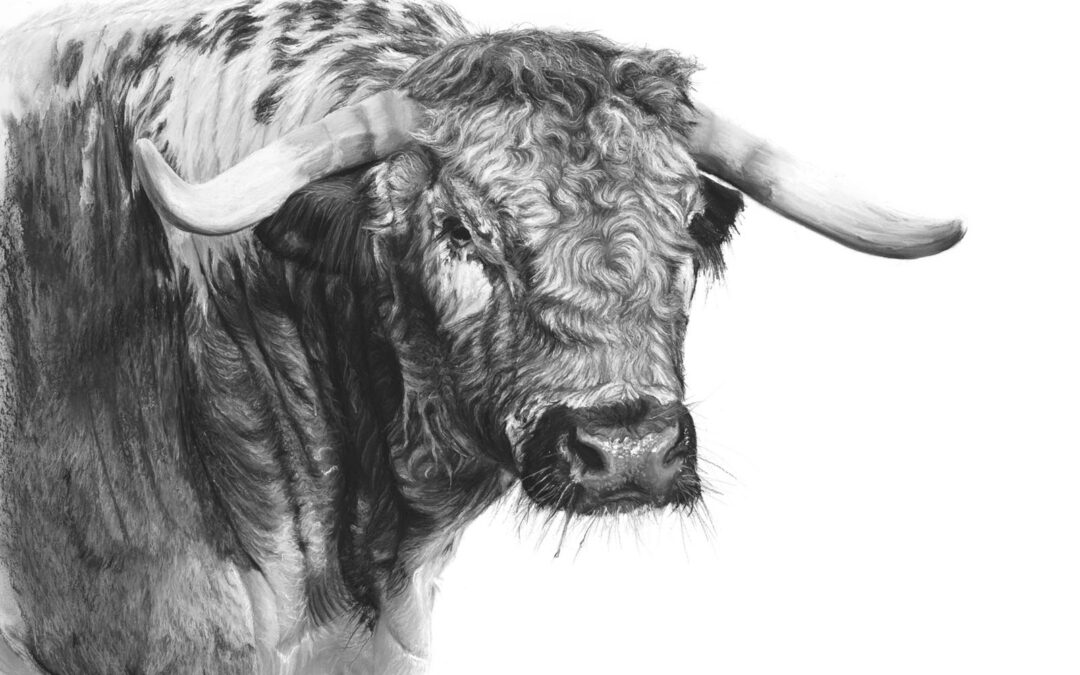 Old English Longhorn Bull