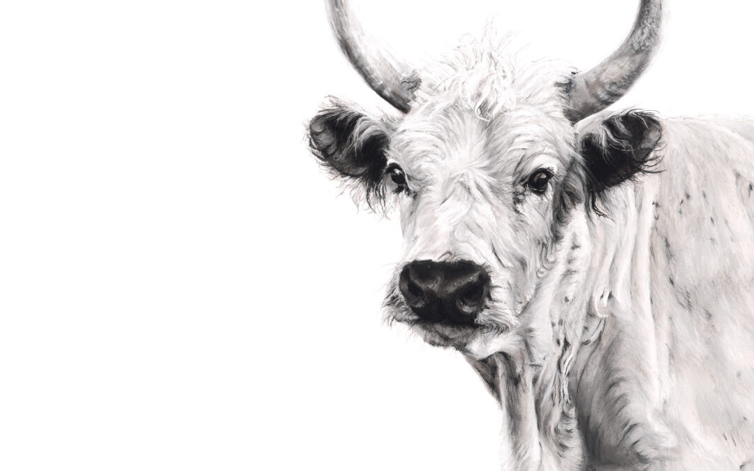 Chillingham Bull - Lucy Boydell