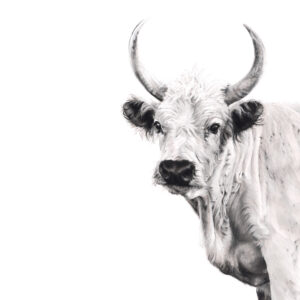 Chillingham Bull - Lucy Boydell