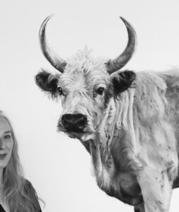 Chillingham Bull - framed